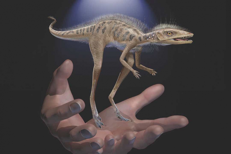 کونگونافون - دایناسور کوچک